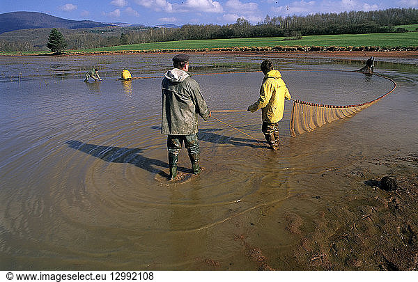 France  Territoire de Belfort  Lachapelle sous Chaux  farmer  pond drainage  net fishing  carp  paw prints of Heron  in November