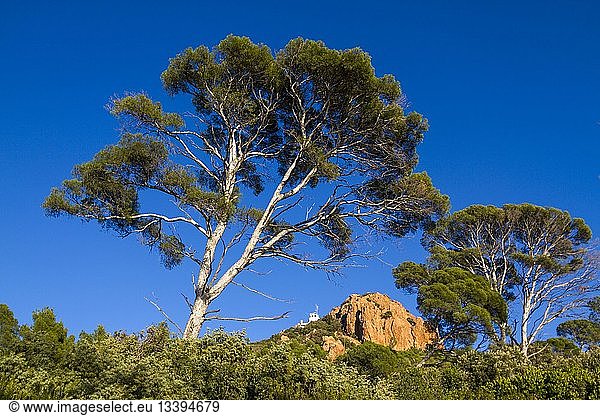 France  Var  Corniche de l'Esterel  Saint Raphael  afforestation of Aleppo Pine (Pinus halepensis) to the Cap du Dramont