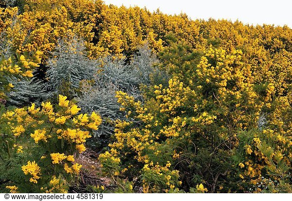 France  Var  Mimosa  Tanneron massif  which has the largest forest of mimosa wild in Europe and the biggest plantations of mimosa.