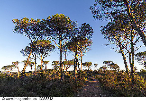 France  Var  Plaine des Maures National Nature Reserve  Vidauban  forest of umbrella pine or parasol pine (Pinus pinea)
