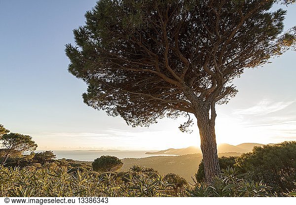 France Var Saint Tropez peninsula Ramatuelle Stone pine in background the bay of Cavalaire-sur-mer