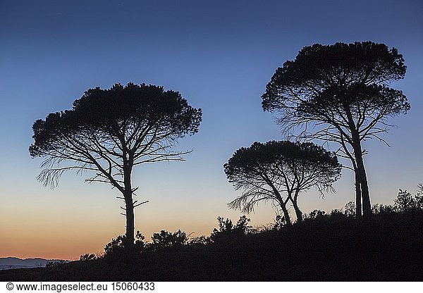 France  Var  Vidauban  National Nature Reserve of the Plaine des Maures  umbrella pine or parasol pine (Pinus pinea)
