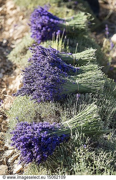 France  Vaucluse  bouquet of real lavender harvested at the cut in the vicinity of Sault