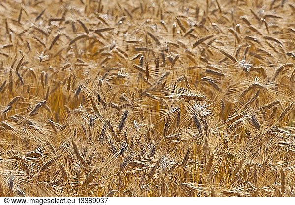 France  Vaucluse  Luberon  Lagarde d'Apt  wheatfields