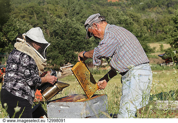 France  Vaucluse  Luberon  near the village of Viens  beekeeping  apiculture