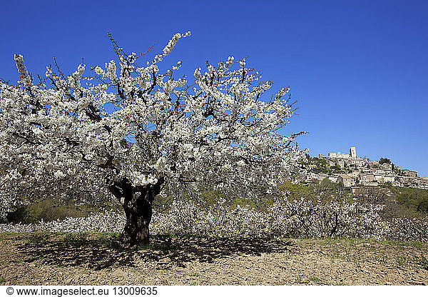 France  Vaucluse  Parc Naturel Regional du Luberon (Natural Regional Park of Luberon)  Lacoste  cherry blossoms  in the background the ruins of the castle of Lacoste in the 11th century one of the residences of the Marquis de Sade in the 18th century
