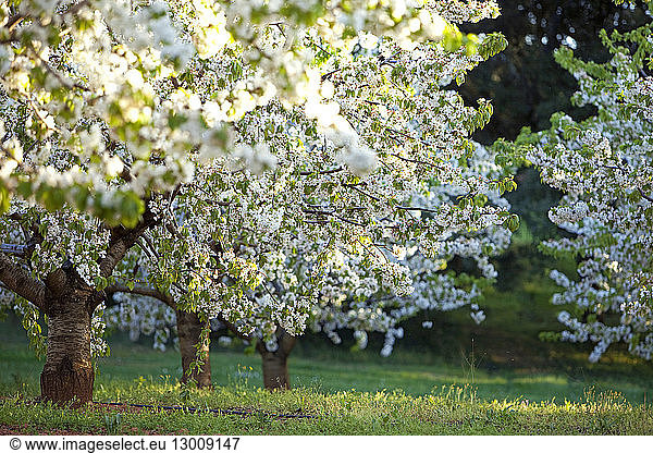France  Vaucluse  Parc Naturel Regional du Luberon (Natural Regional Park of Luberon)  St Saturnin les Apt  cherry blossoms