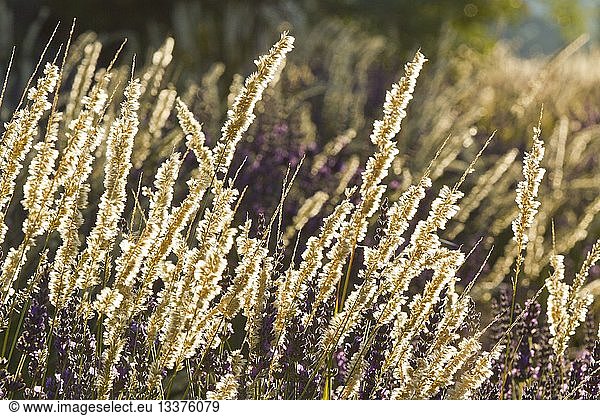 France  Vaucluse  Sault  lavender field