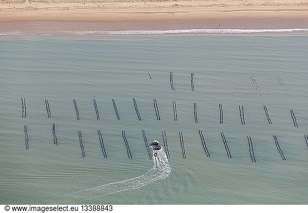 France  Vendee  La Faute sur Mer  mussel boat in a mussel poles field near the beach (aerial view)