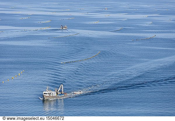 France  Vendee  La Faute sur Mer  mussel boat in mussel ropes farm (aerial view)