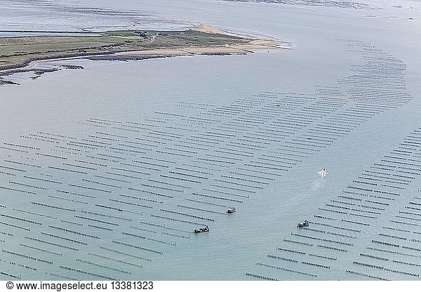 France  Vendee  La Faute sur Mer  mussel boats in a mussel poles fields off la Pointe de l'Aiguillon (aerial view)