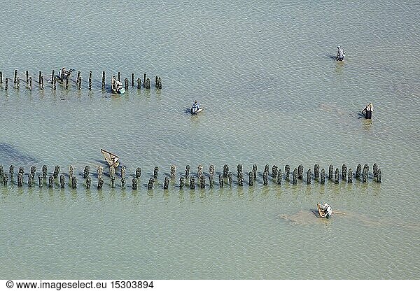 France  Vendee  La Gueriniere  fishermen with landing net in a mussel poles field (aerial view)
