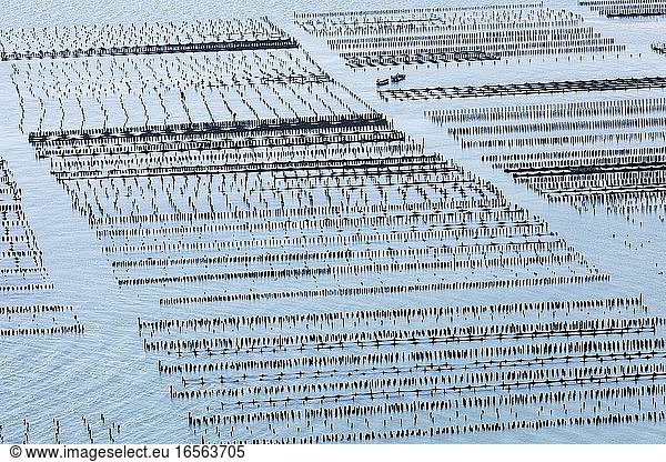 France  Vendee  Noirmoutier en l'Ile  mussel poles farms (aerial view)