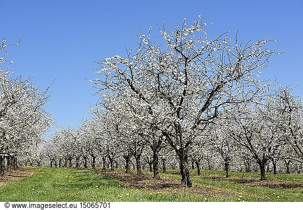 France  Vosges  Ubexy  mirabelle plum fields in bloom in april