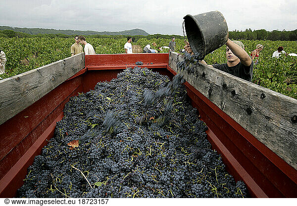 France Wine Harvest