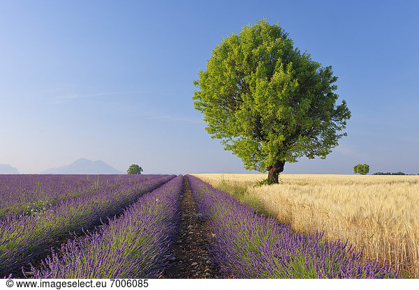 Frankreich  Baum  Feld  Weizen  Provence - Alpes-Cote d Azur  Alpes-de-Haute-Provence  Lavendel