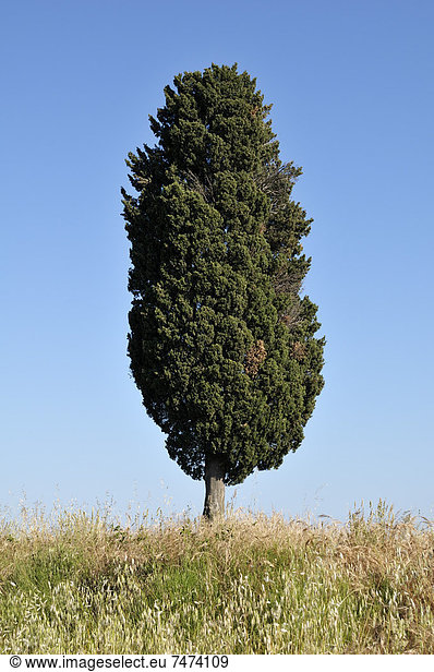 Frankreich  Baum  Languedoc-Roussillon