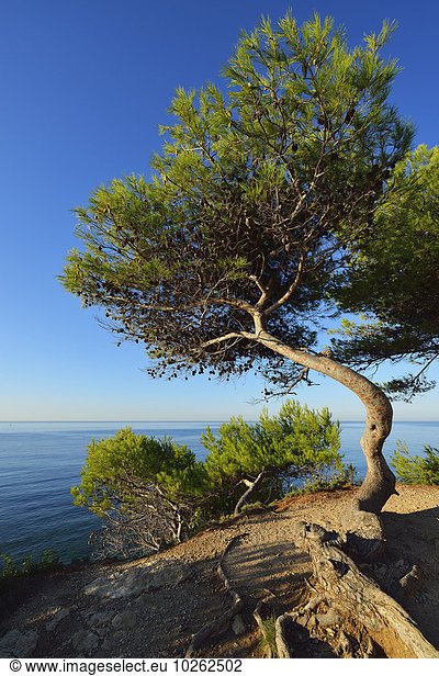 Frankreich Baum Meer Kiefer Pinus sylvestris Kiefern Föhren Pinie Provence - Alpes-Cote d Azur Martigues Mittelmeer