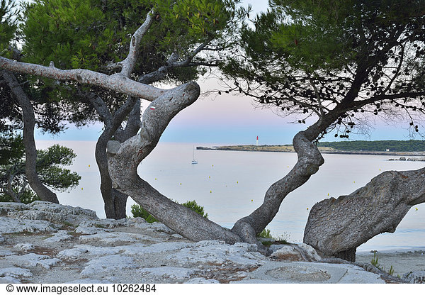 Frankreich Baum Morgendämmerung Kiefer Pinus sylvestris Kiefern Föhren Pinie Saint Croix Provence - Alpes-Cote d Azur Martigues Mittelmeer