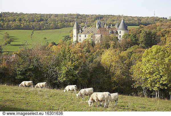 Frankreich  Cote-d'Or  Burgund  La Roch epot mit Chateau de la Rochepot  im Vordergrund Charolais-Rinder