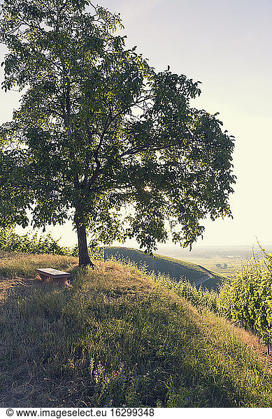 Frankreich  einzelner Baum auf einem Hügel im Gegenlicht
