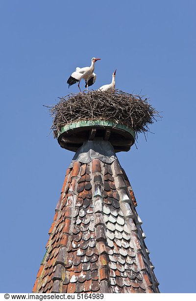 Frankreich  Elsass  Ribeauvillé  Blick auf zwei Weißstörche im Nest auf dem Turmdach