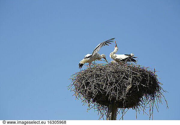 Frankreich  Elsass  Storchenpaar im Nest bei Cernay