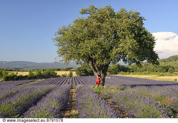 Frankreich  Europa  Frau  Blume  blühen  französisch  gehen  Sommer  Baum  Natur  braunhaarig  Feld  Provence - Alpes-Cote d Azur  Mädchen  Lavendel  Vaucluse