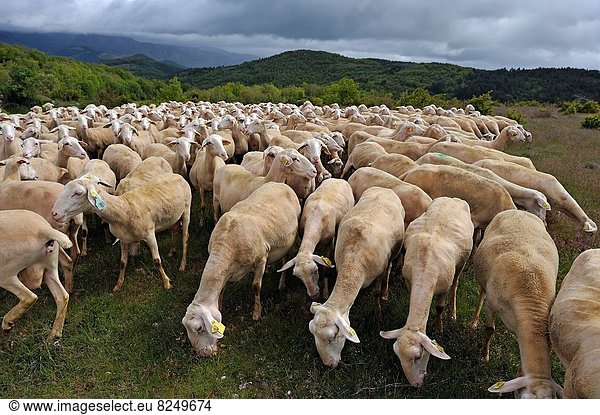 Frankreich  Europa  Schaf  Ovis aries  Herde  Herdentier  Vogelschwarm  Vogelschar