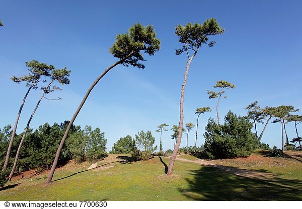 Frankreich  Kiefer  Pinus sylvestris  Kiefern  Föhren  Pinie  Düne  Bretagne