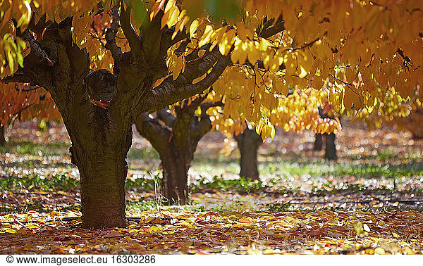 Frankreich  Kirschbaum im Herbst