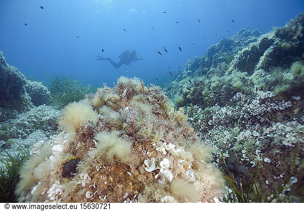 Frankreich  Korsika  Sagone  Unterwasseransicht eines Tauchers bei der Erforschung eines Riffs