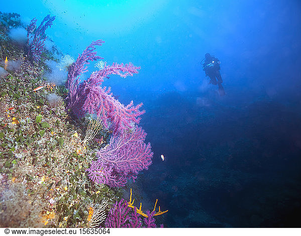Frankreich  Korsika  Tizzano  Unterwasseransicht eines Tauchers  der auf eine heftige Peitsche zuschwimmt