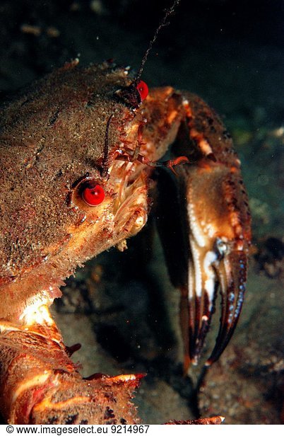 Frankreich Nacht Close-up Krabbe Krebs Krebse schwimmen Bretagne