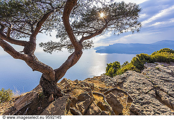 Frankreich  Provence-Alpes-Cote d'Azur  Bouches-du-Rhone  Mittelmeerküste  bei La Ciotat und Cassis  Corniche des Cretes  Baum gegen die Sonne