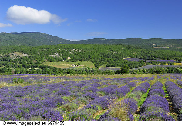 Frankreich  Provence - Alpes-Cote d Azur  Sault