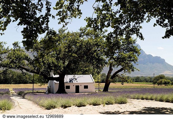 Franschhoek  Western Cape South Africa  Small cottage set in a lavender farm