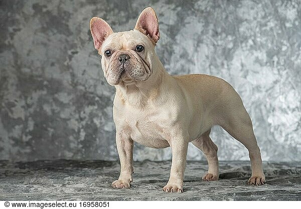 Französische Bulldogge