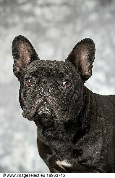 Französische Bulldogge