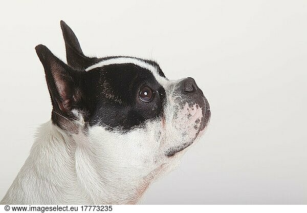 Französische Bulldogge  Hündin  Profil