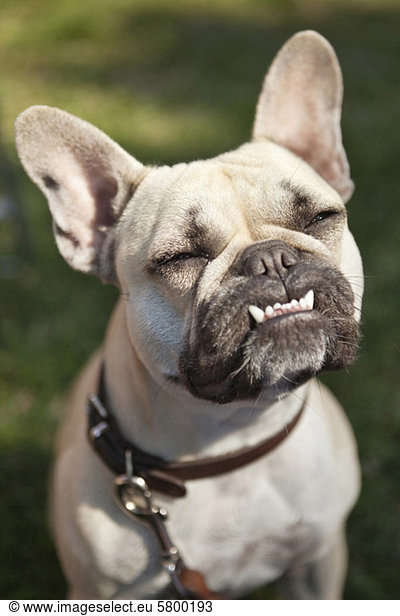 Französische Bulldogge zeigt seine Zähne