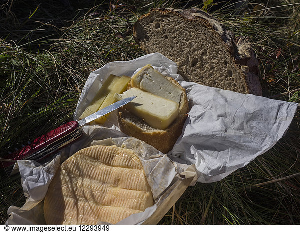 Französischer Käse mit Messer auf Gras  Munster  Vogesen  Frankreich