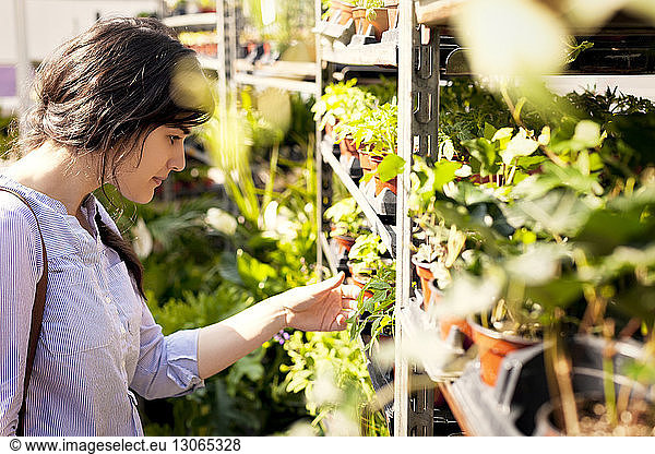 Frau betrachtet Topfpflanzen in Regalen am Marktstand