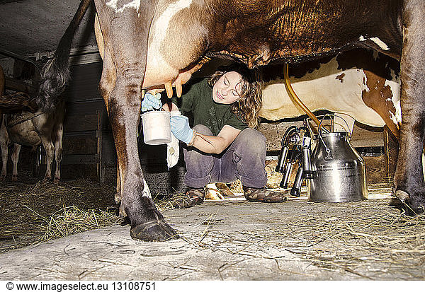 Frau  die eine Kuh melkt