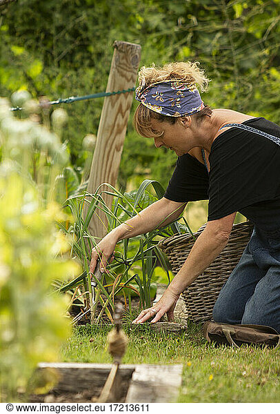 Frau erntet Gemüse im Sommergarten