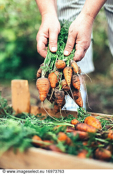 Frau erntet Karotten im Hinterhofgarten