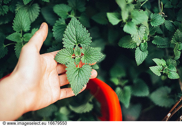 Frau erntet Minze im Garten