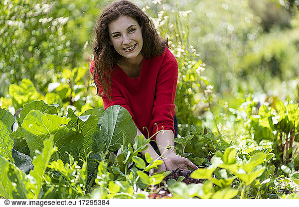 Frau erntet Salatblätter im Garten