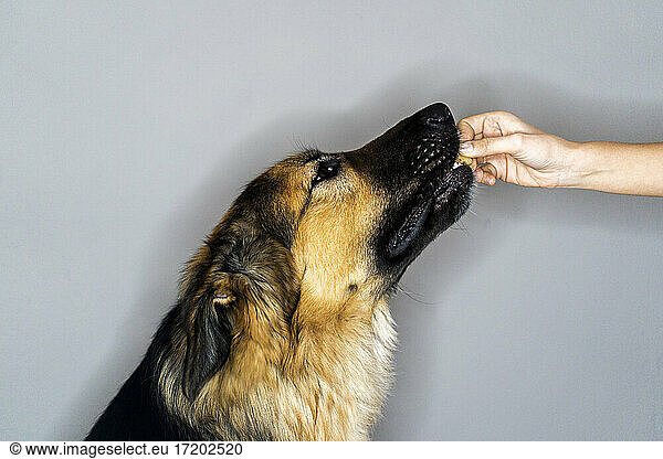 Frau füttert deutschen Schäferhund vor grauem Hintergrund