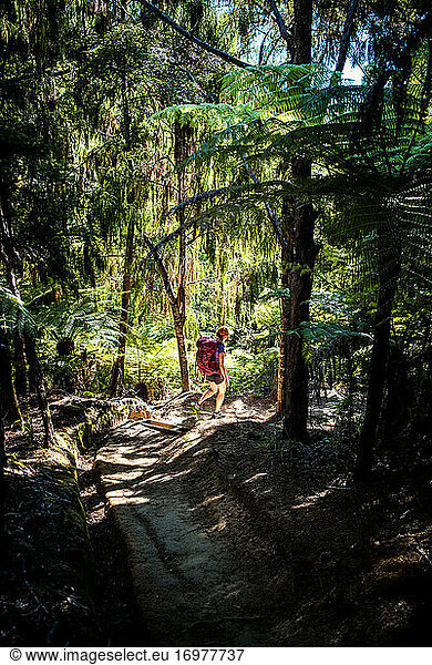 Frau geht durch den Wald auf dem Abel Tasman Coast Track